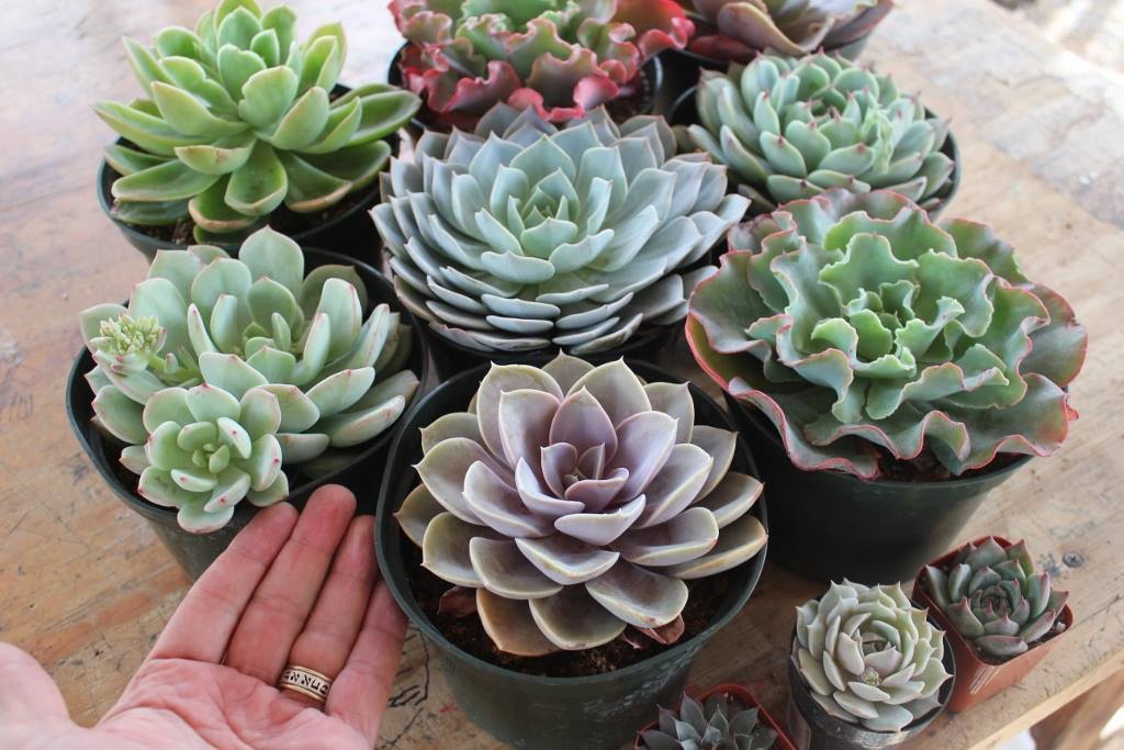 bulk succulent pots for sale 6" Echeveria Succulent