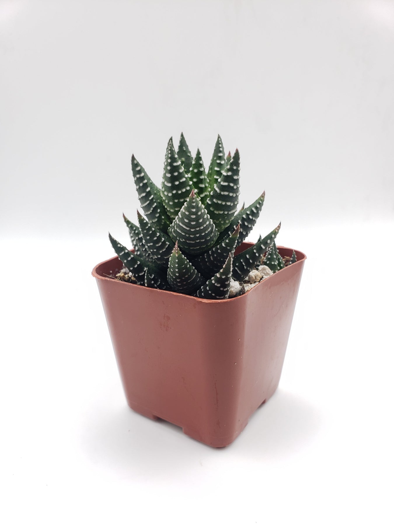 #60 Haworthia coarctata-Succulent - Small - Exact 2in Type-The Succulent Source