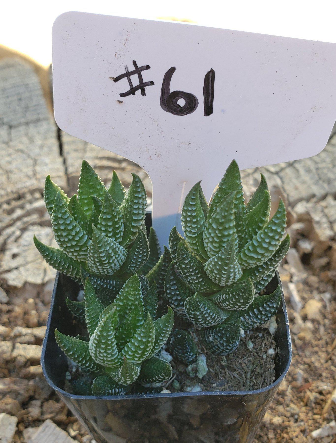 #61 Haworthia coarctata-Succulent - Small - Exact Type-The Succulent Source