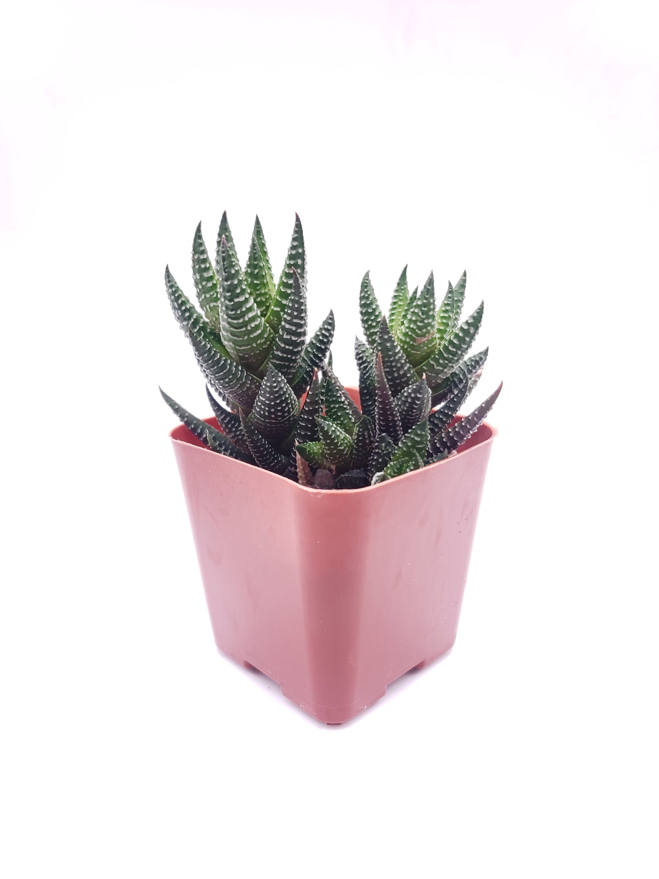 #61 Haworthia coarctata-Succulent - Small - Exact 2in Type-The Succulent Source