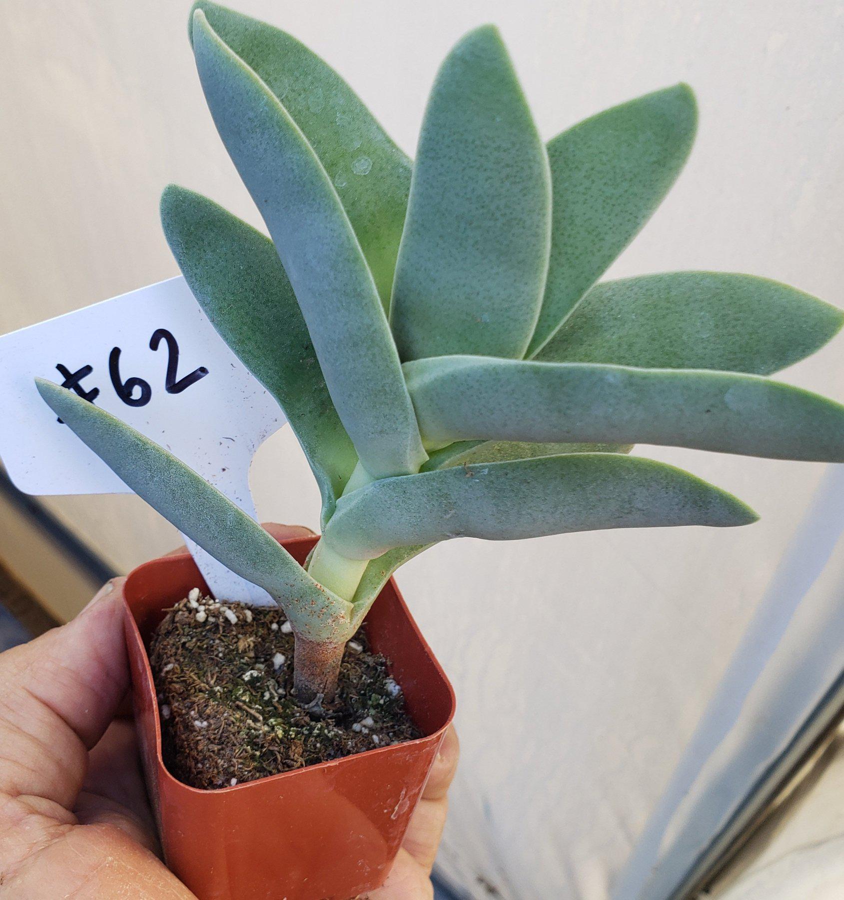 #62 Crassula Perfoliata Falcata Propeller Plant-Succulent - Small - Exact Type-The Succulent Source