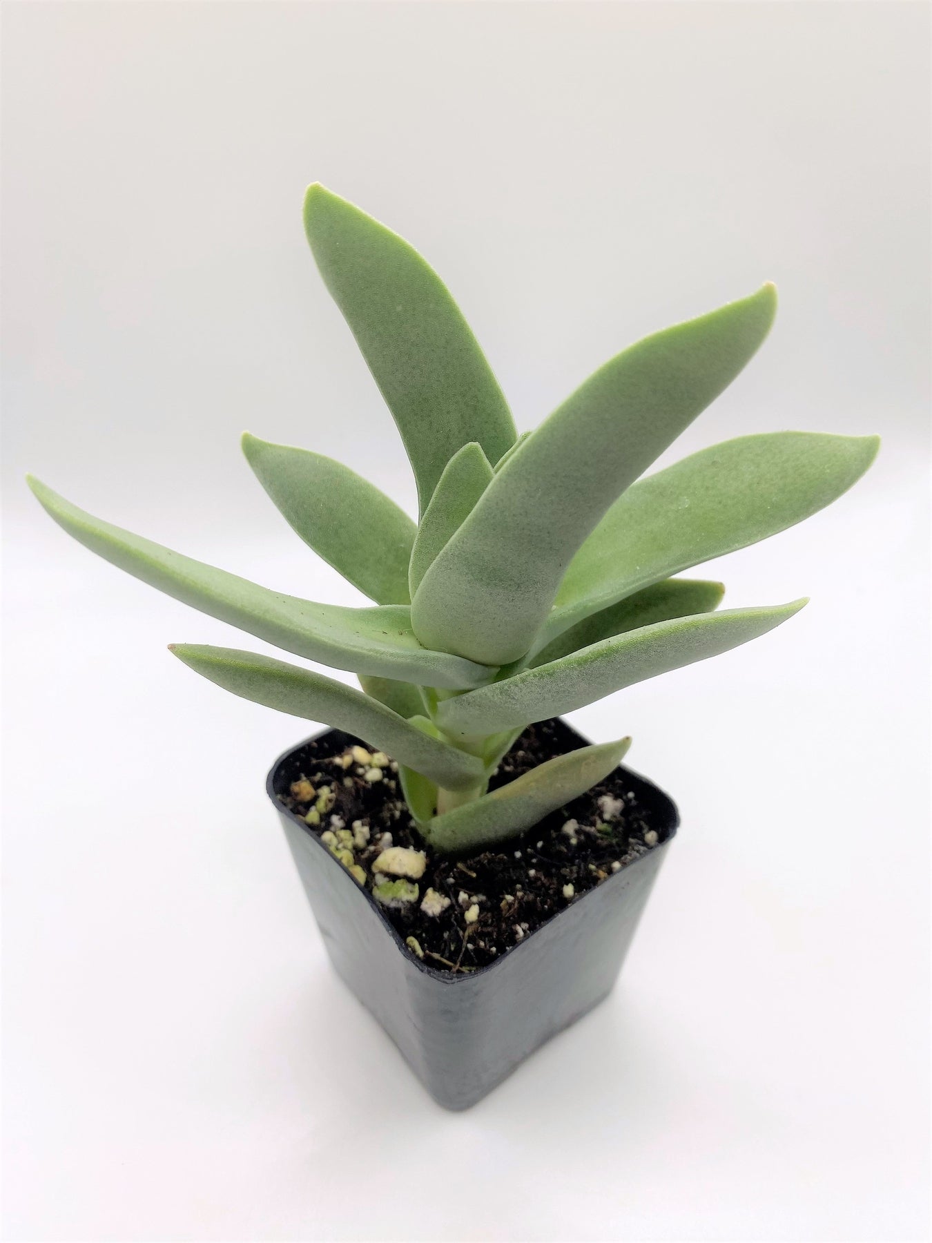 helicopter plant succulent #62 Crassula Perfoliata Falcata Propeller Plant