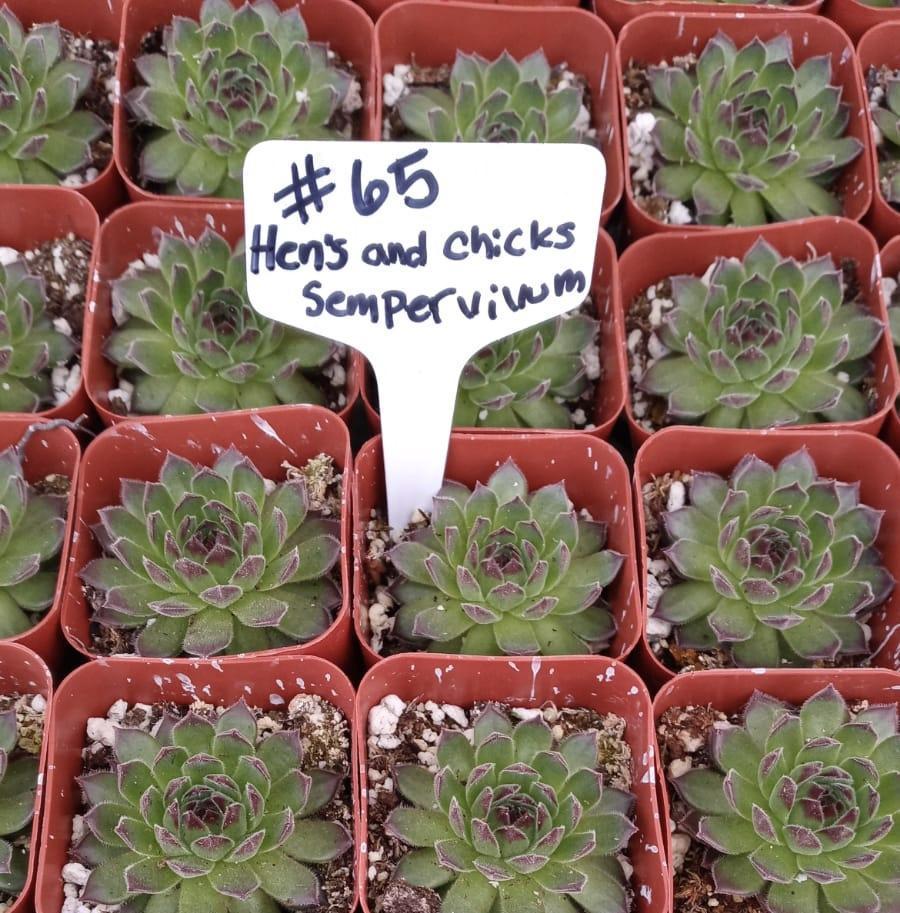 #65 Hens and Chicks - Sempervivum-Succulent - Small - Exact Type-The Succulent Source
