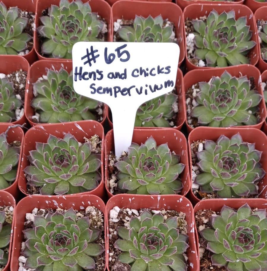 chicks succulent hens and chicks round pot cost 4 pot Hens and Chicks