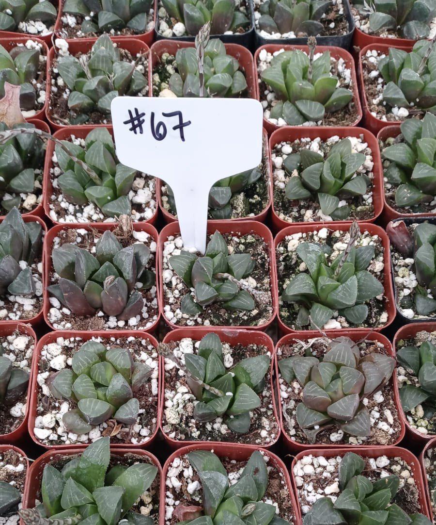#67 Haworthia Mutica-Succulent - Small - Exact Type-The Succulent Source