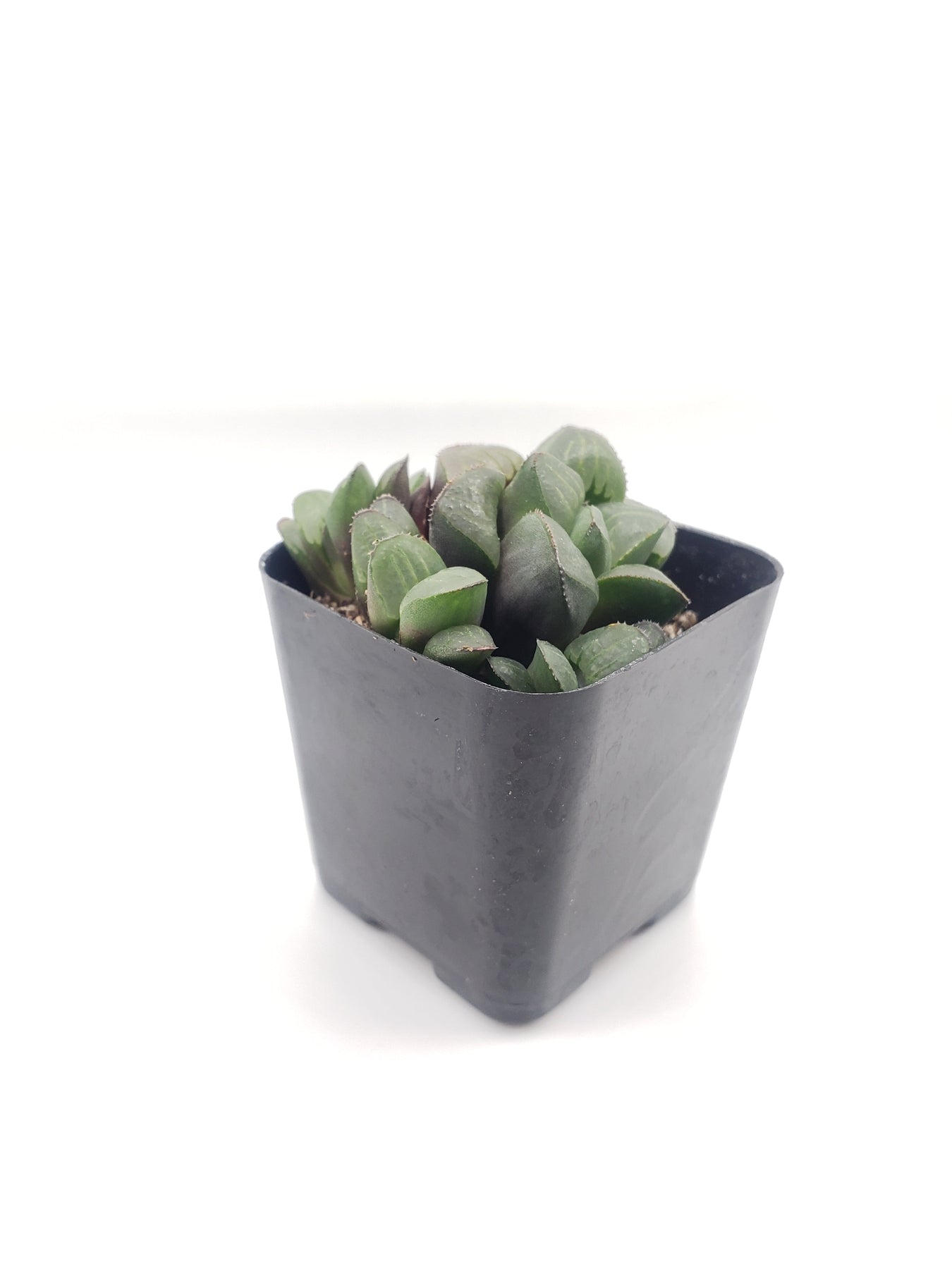 #67 Haworthia Mutica-Succulent - Small - Exact 2in Type-The Succulent Source