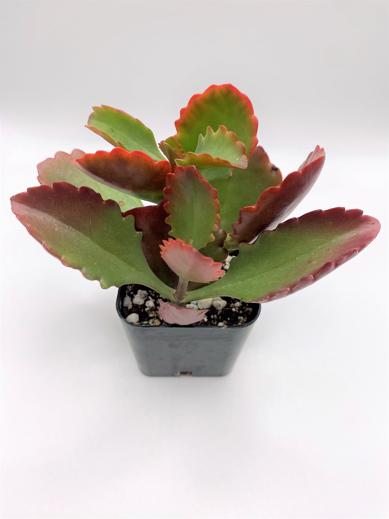 red succulent leaves #69 Red Kalanchoe
