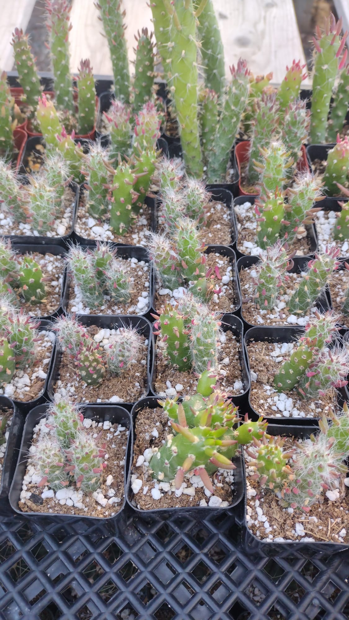 #6C Opuntia Eve's Needles 2"-Cactus - Small - Exact Type-The Succulent Source