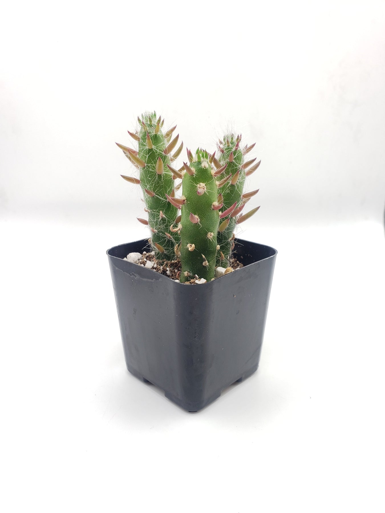 2 Cactus Eves Needles in 2