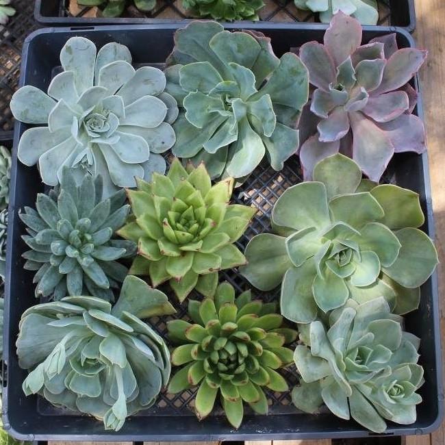 Cuttings - Wedding Rosette Succulents (Cost listed is for one unit)