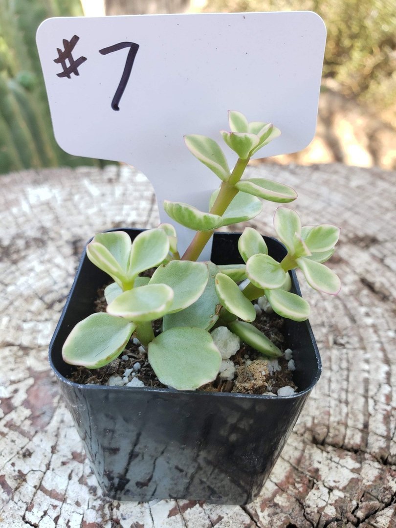 #7 Variegated Elephants Bush-Succulent - Small - Exact Type-The Succulent Source