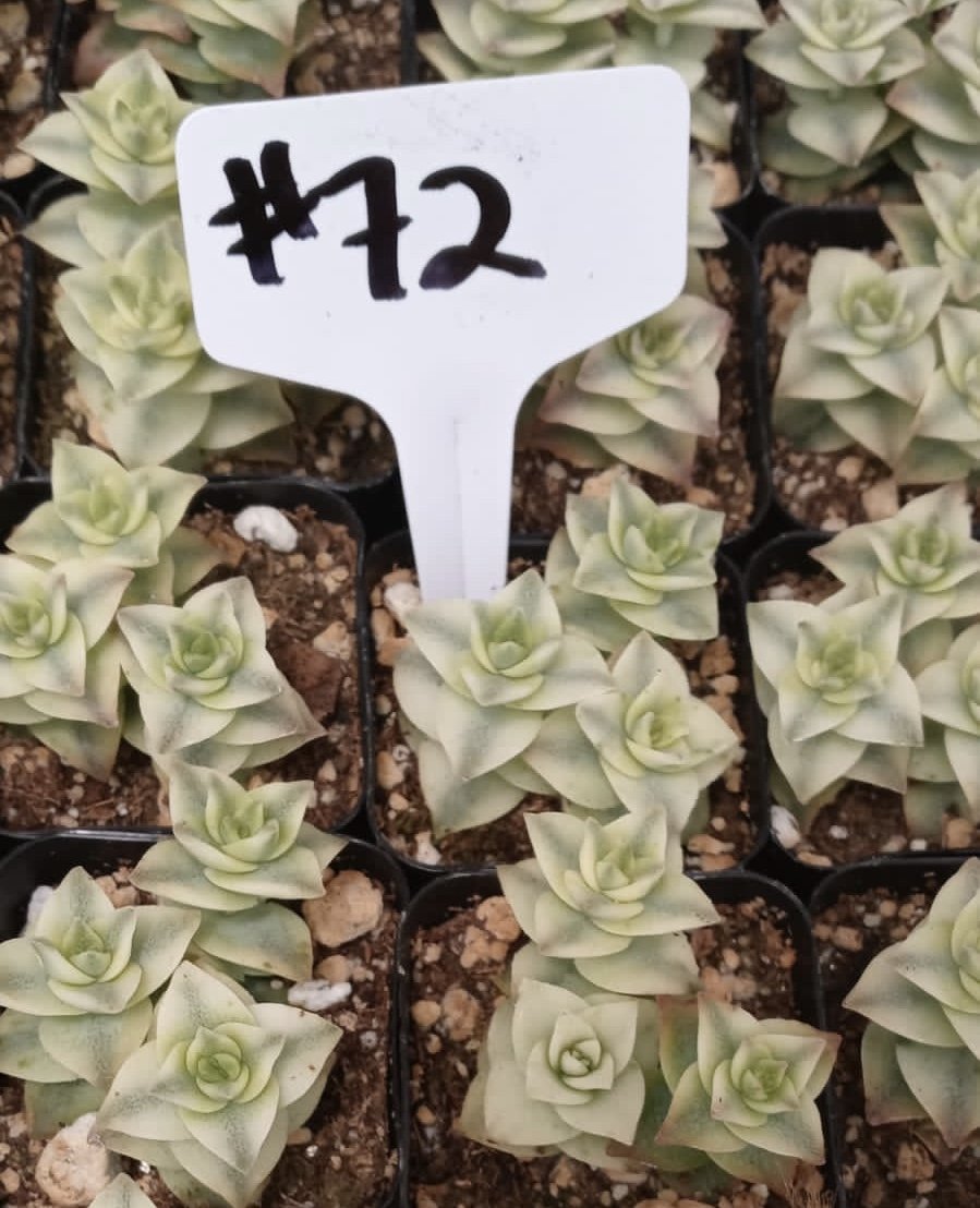 #72 Perforata Variegata-Succulent - Small - Exact Type-The Succulent Source