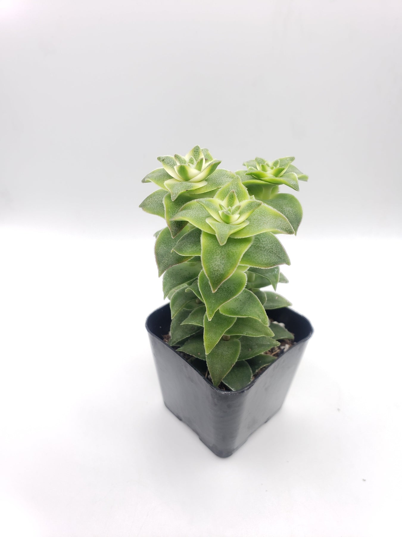 #72 Perforata Variegata-Succulent - Small - Exact 2in Type-The Succulent Source