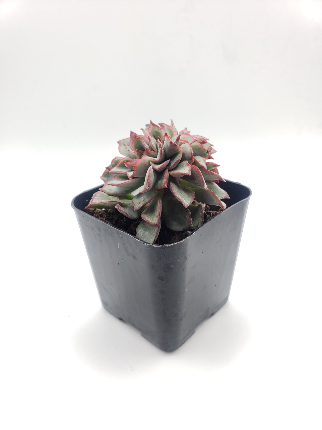 crested succulent #75 Crested Echeverria Ramilette