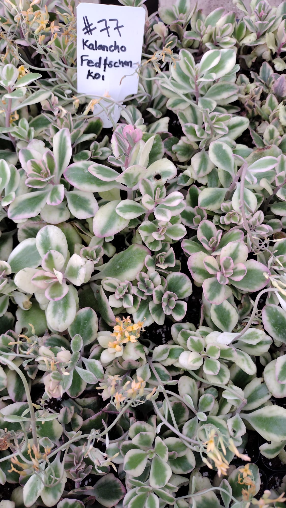 77 kalanchoe Fedtschenkoi