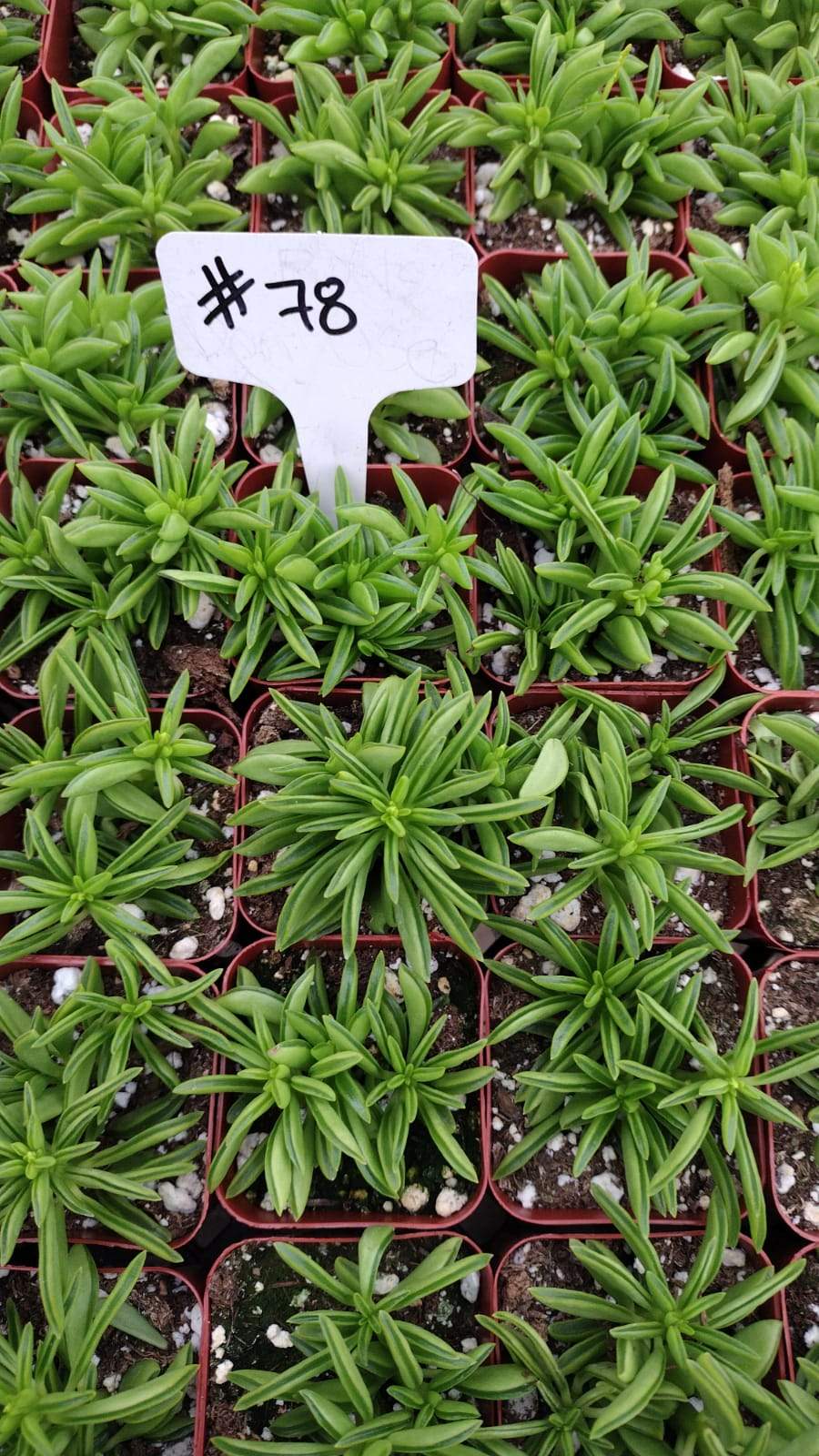 #78 Peperomia Axillaries-Succulent - Small - Exact 2in Type-The Succulent Source
