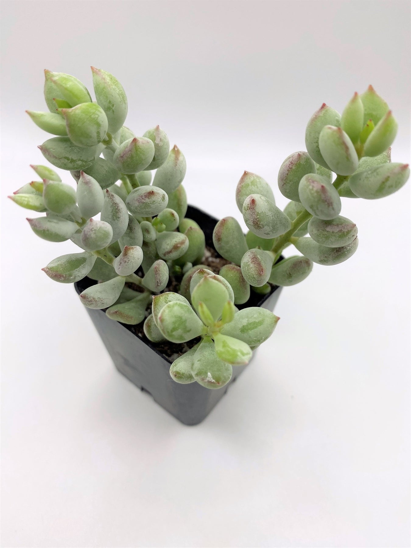 #79 Cotyledon Pendens-Succulent - Small - Exact 2in Type-The Succulent Source