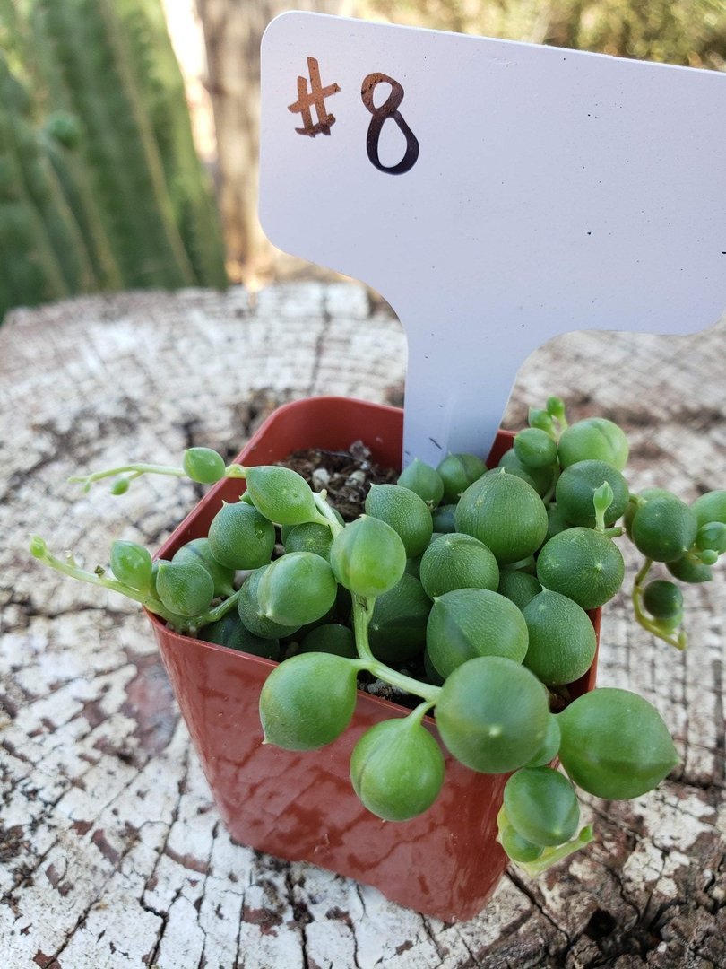 #8 Senecio String of Pearls-Succulent - Small - Exact Type-The Succulent Source