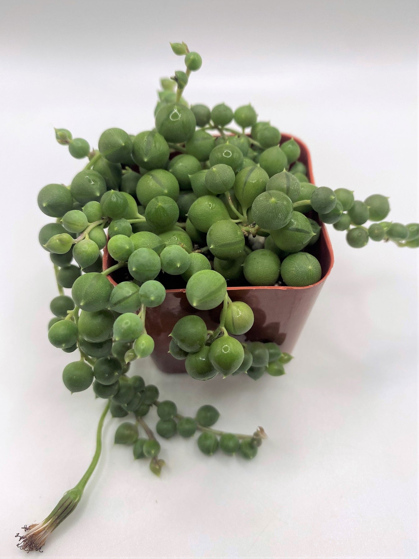 #8 Senecio String of Pearls-Succulent - Small - Exact 2in Type-The Succulent Source