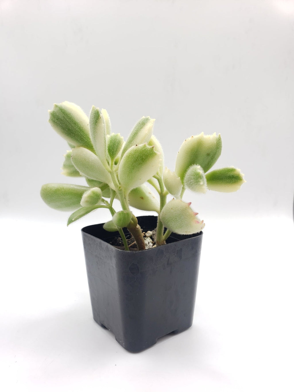 http://thesucculentsource.com/cdn/shop/products/80-Bear-Paws-Variegated-Succulent-Small-Exact-2in-Type-EXACT-2in-80-Bear-Paw-Variegated_e35354e0-211b-4eaf-9fed-f5cf10fae681_1024x.jpg?v=1679767482