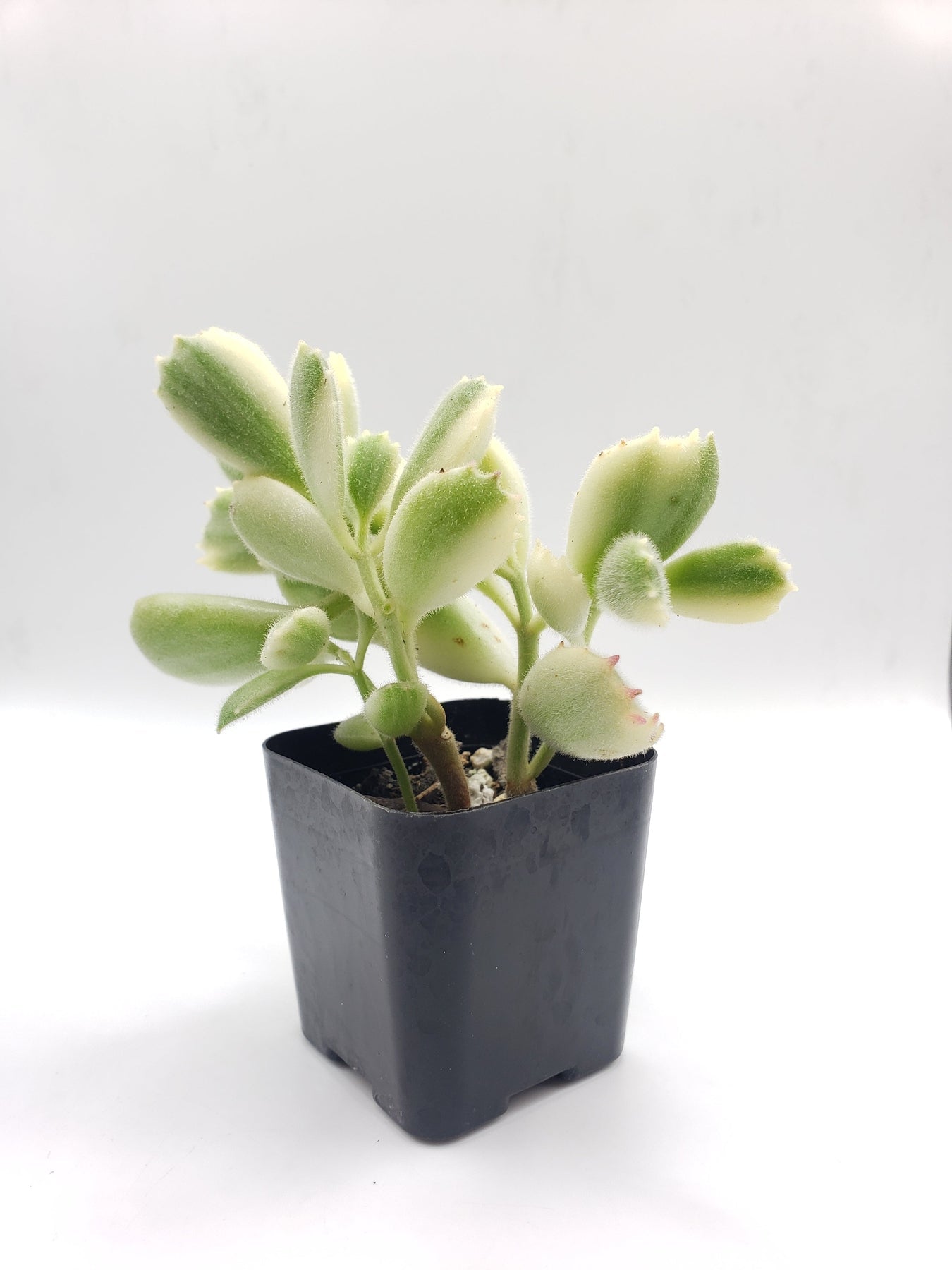 80 Bear Paws Variegated