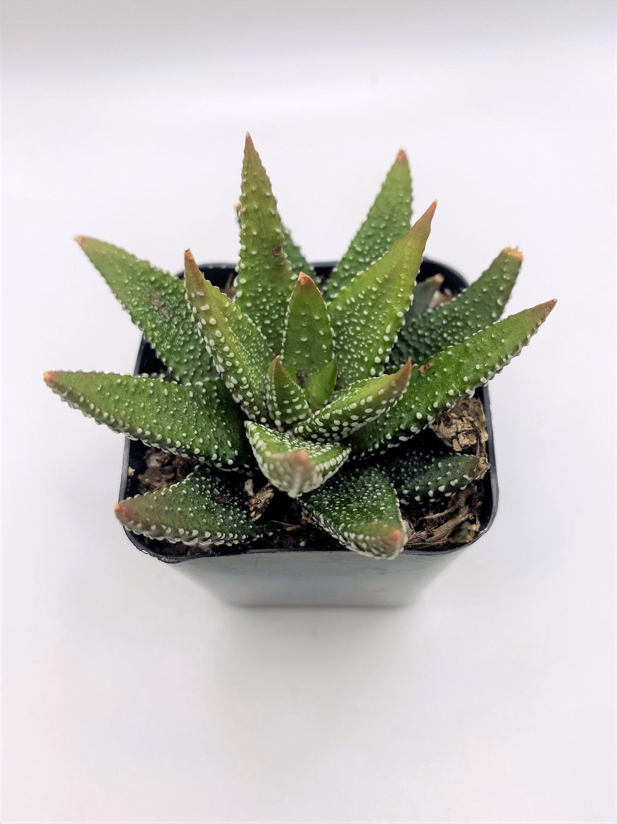 #82 Haworthia Concolor-Succulent - Small - Exact 2in Type-The Succulent Source