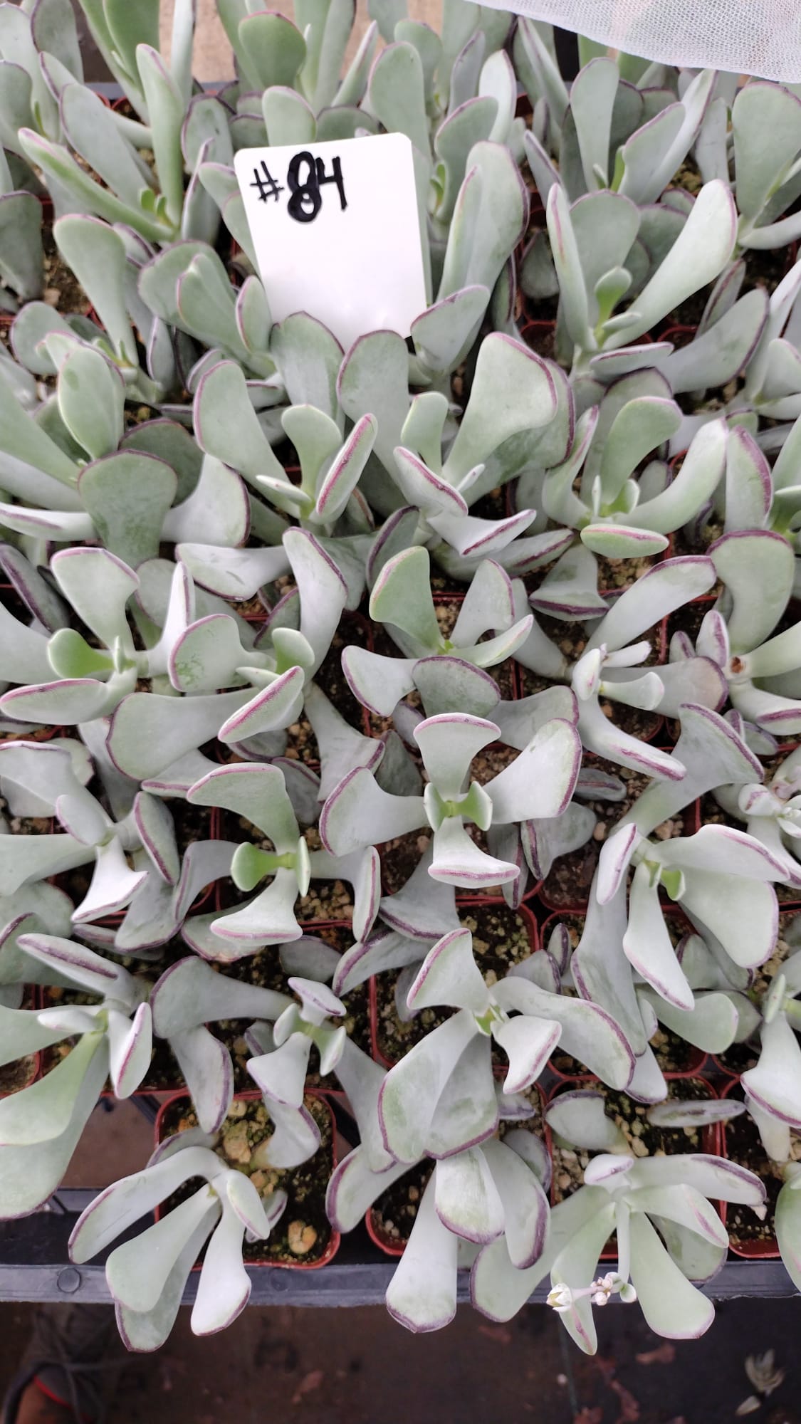 #84 Pig's Ear (Huistivier Pass)-Succulent - Small - Exact 2in Type-The Succulent Source