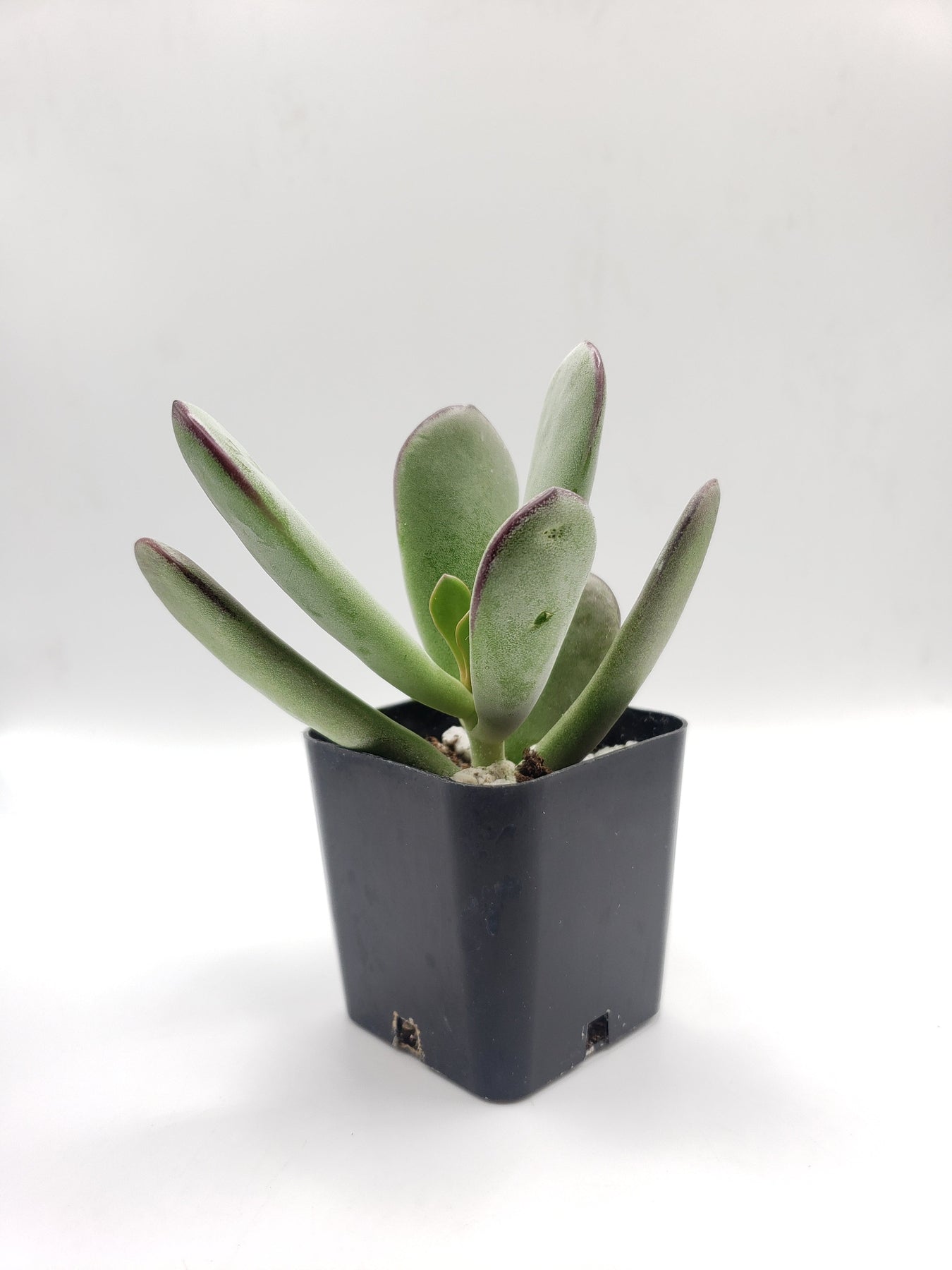 #84 Pig's Ear (Huistivier Pass)-Succulent - Small - Exact 2in Type-The Succulent Source