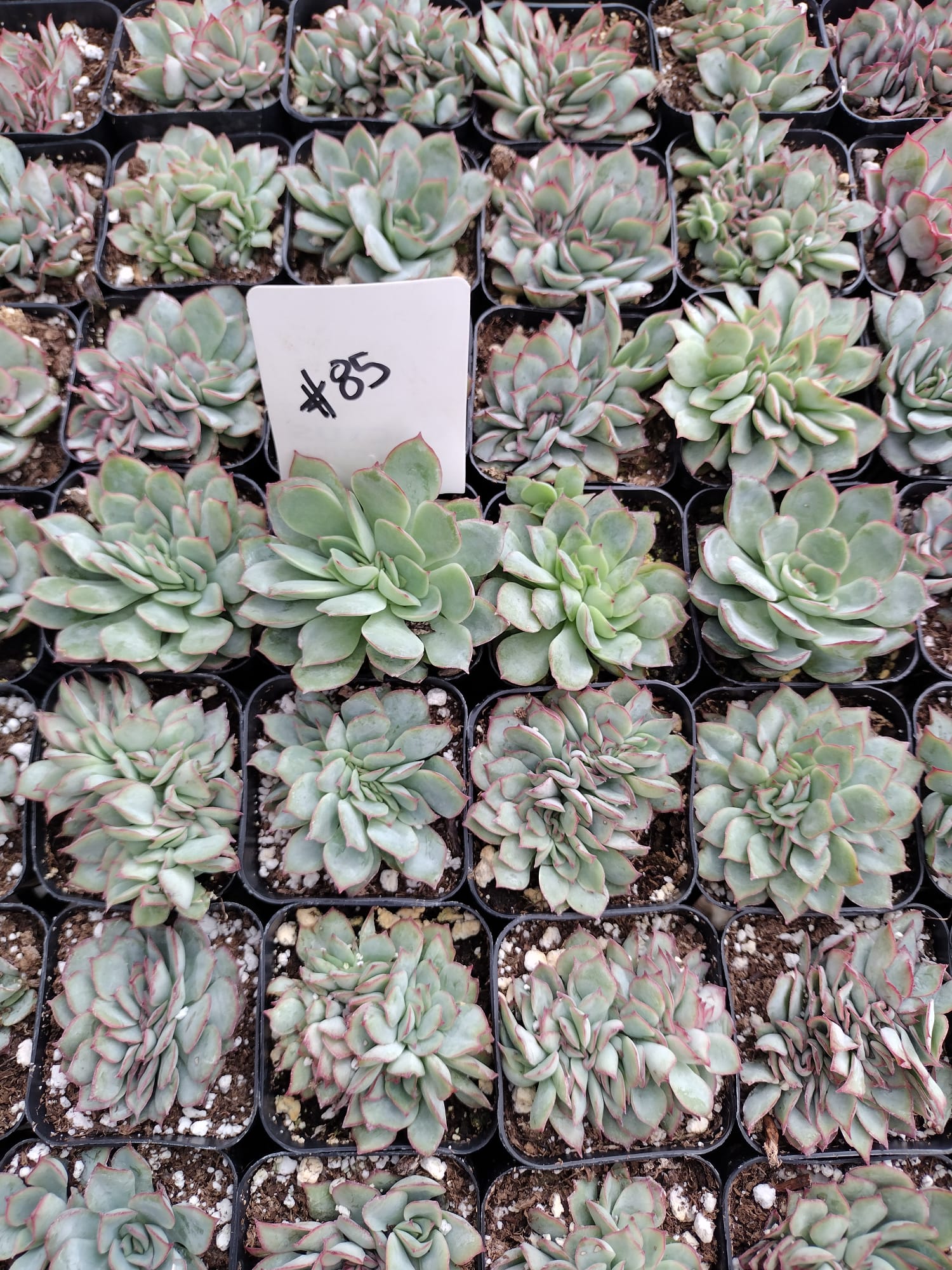 #85 Painted Lady-Succulent - Small - Exact 2in Type-The Succulent Source