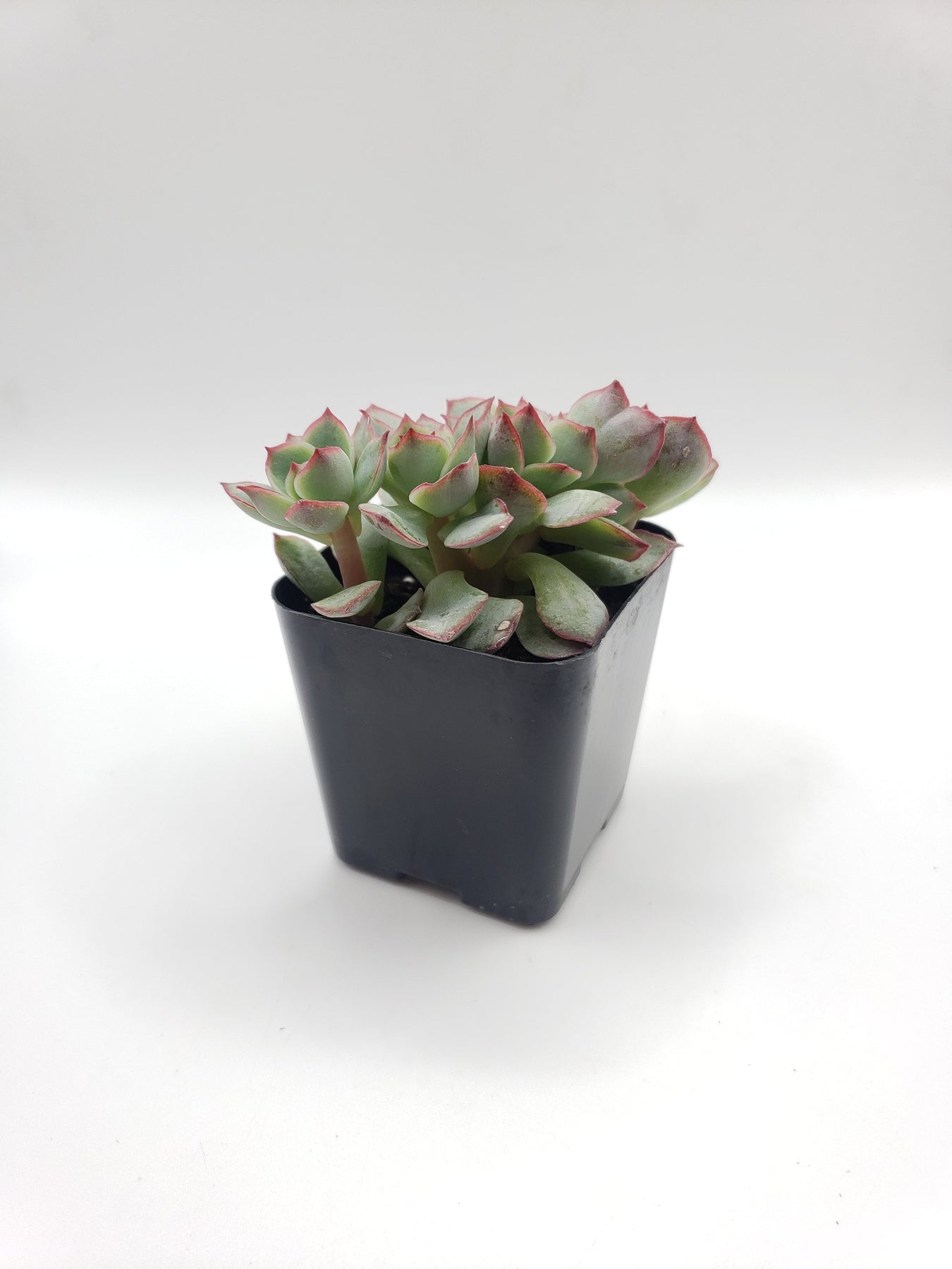 #85 Painted Lady Hybrid-Succulent - Small - Exact 2in Type-The Succulent Source