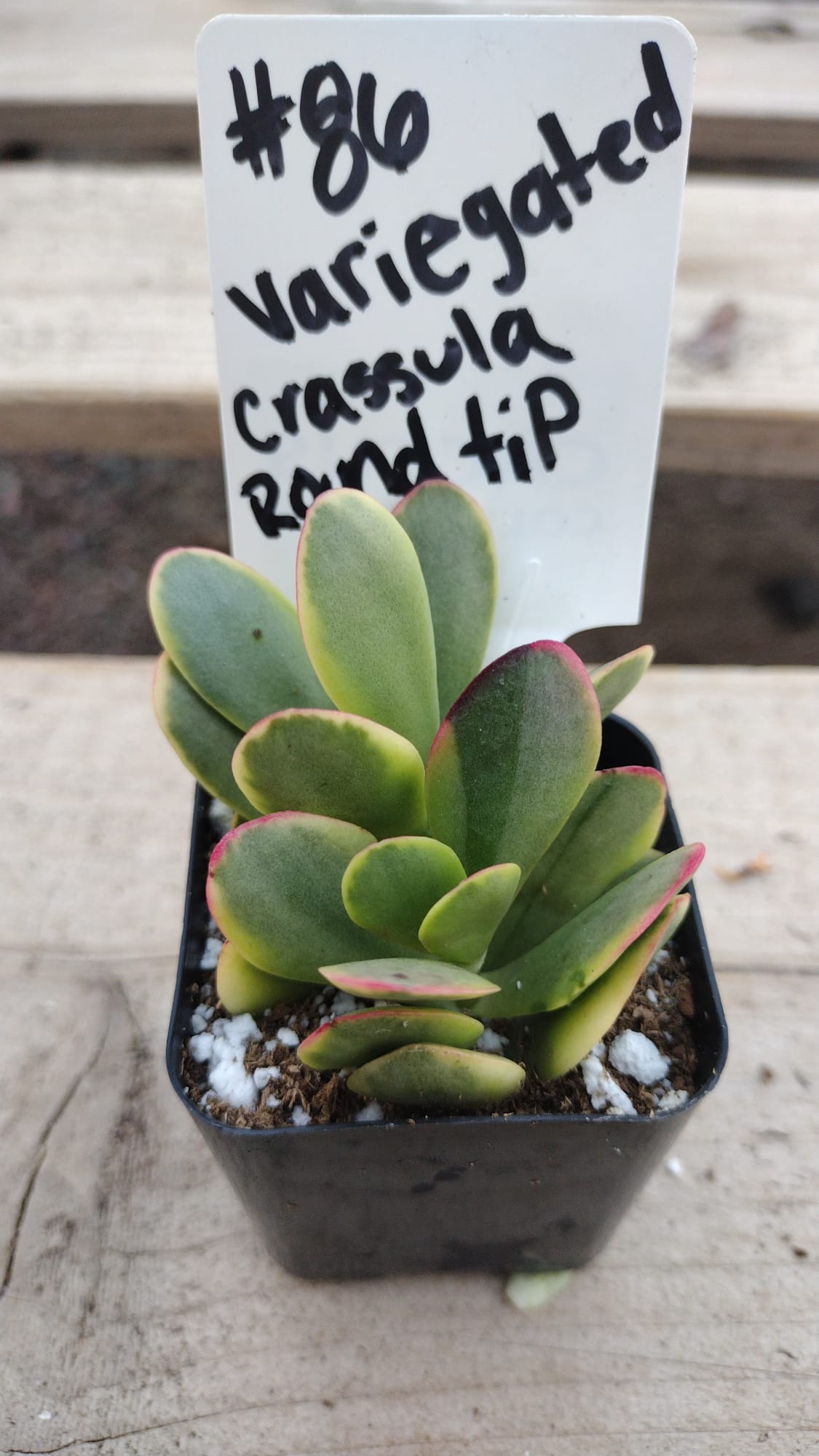 #86 Crassula Platyphylla Variegated-Succulent - Small - Exact 2in Type-The Succulent Source