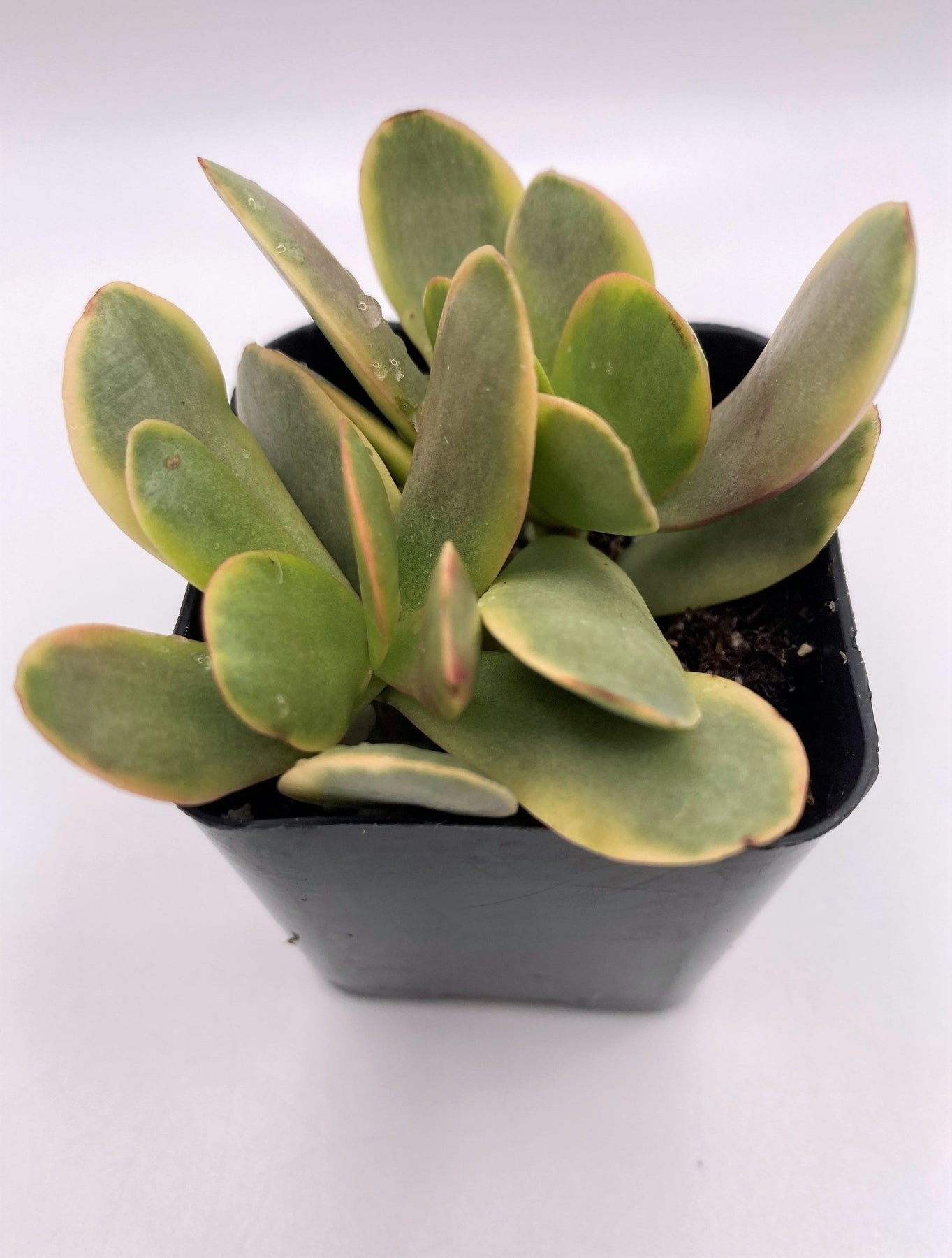#86 Crassula Platyphylla Variegated-Succulent - Small - Exact 2in Type-The Succulent Source