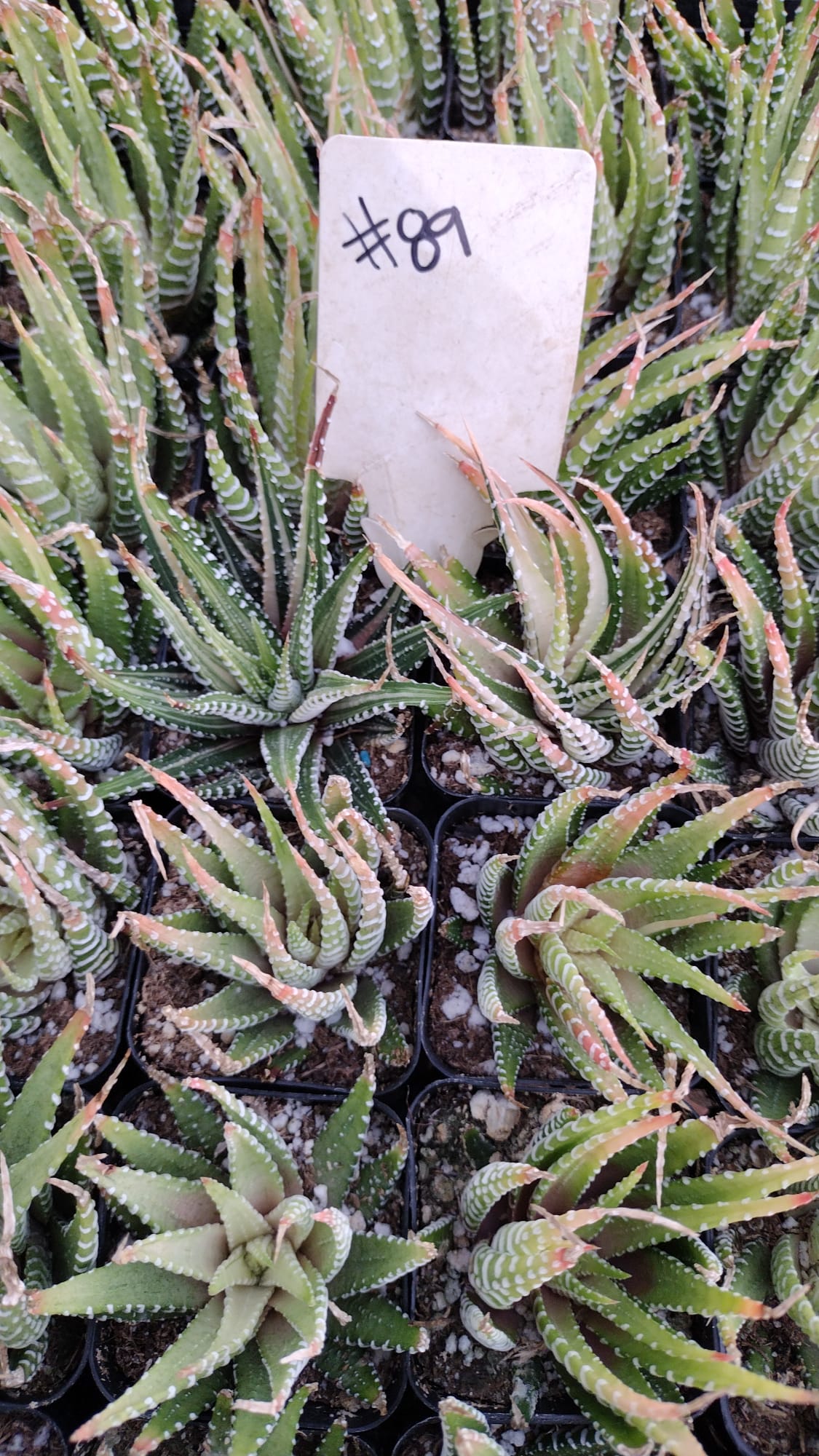 #89 Variegated Haworthia Zebra-Succulent - Small - Exact 2in Type-The Succulent Source