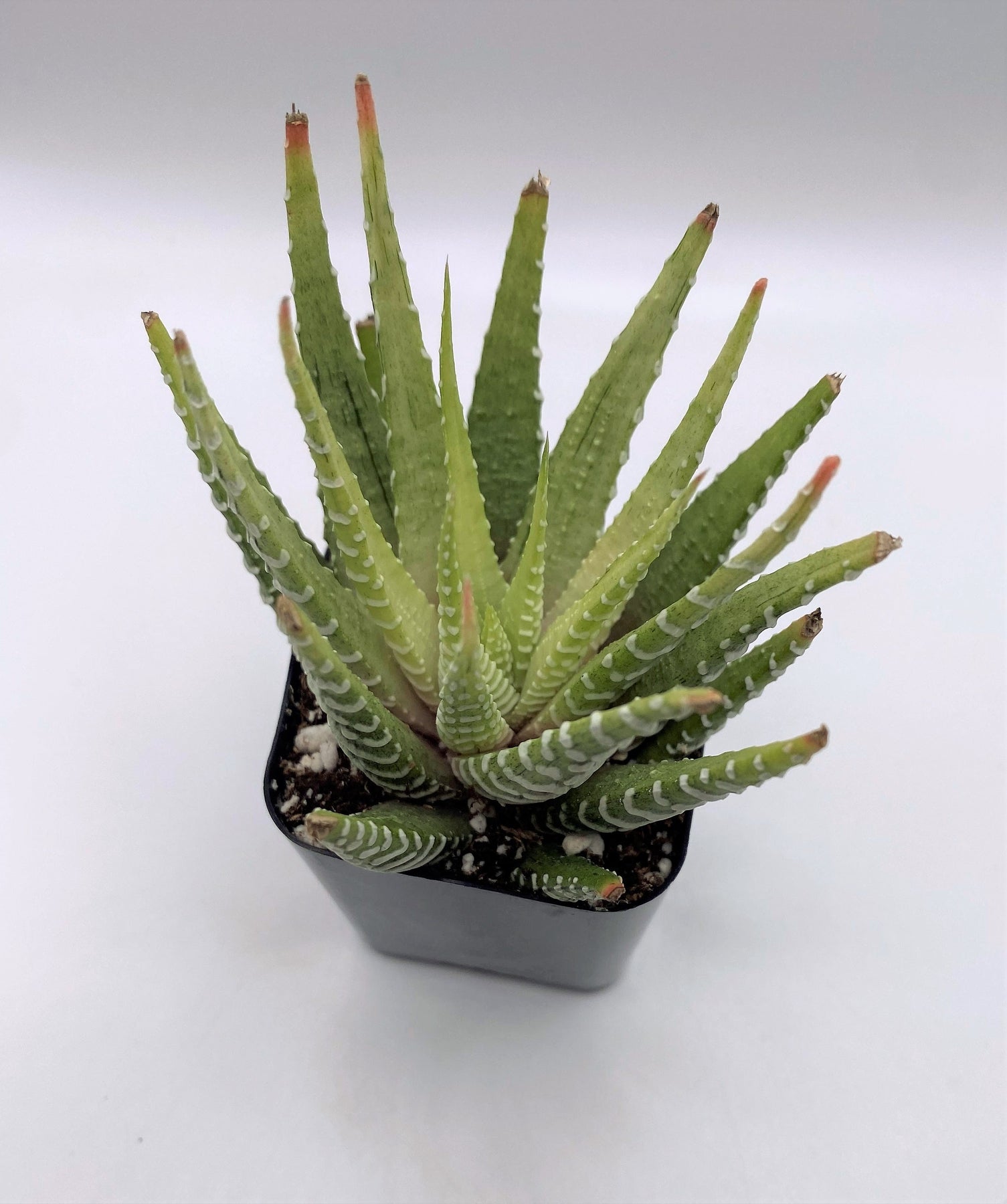 #89 Variegated Haworthia Zebra-Succulent - Small - Exact 2in Type-The Succulent Source