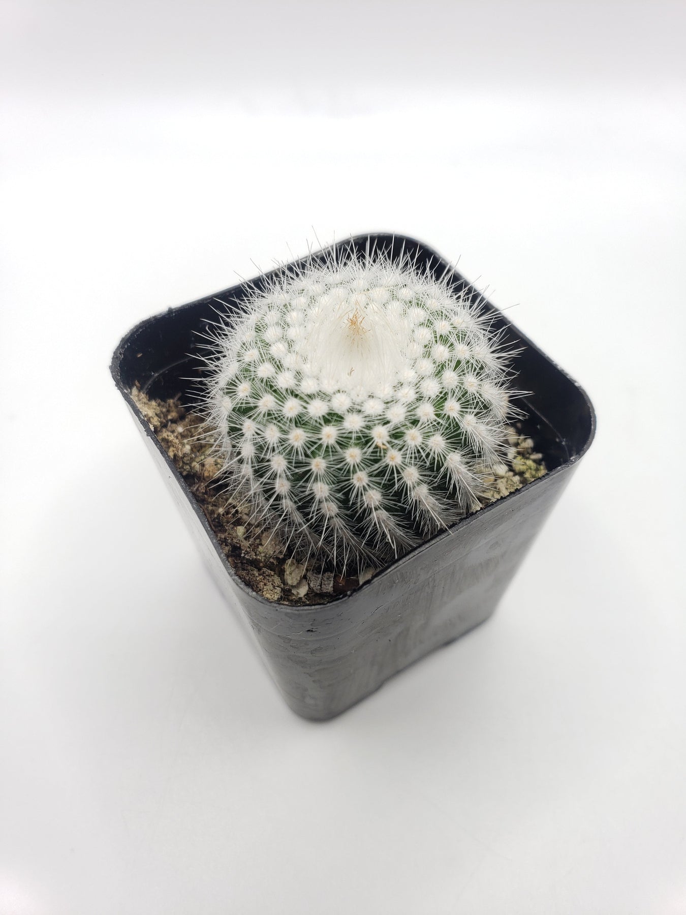 #8C Notocactus Silver Ball 2"-Cactus - Small - Exact Type-The Succulent Source