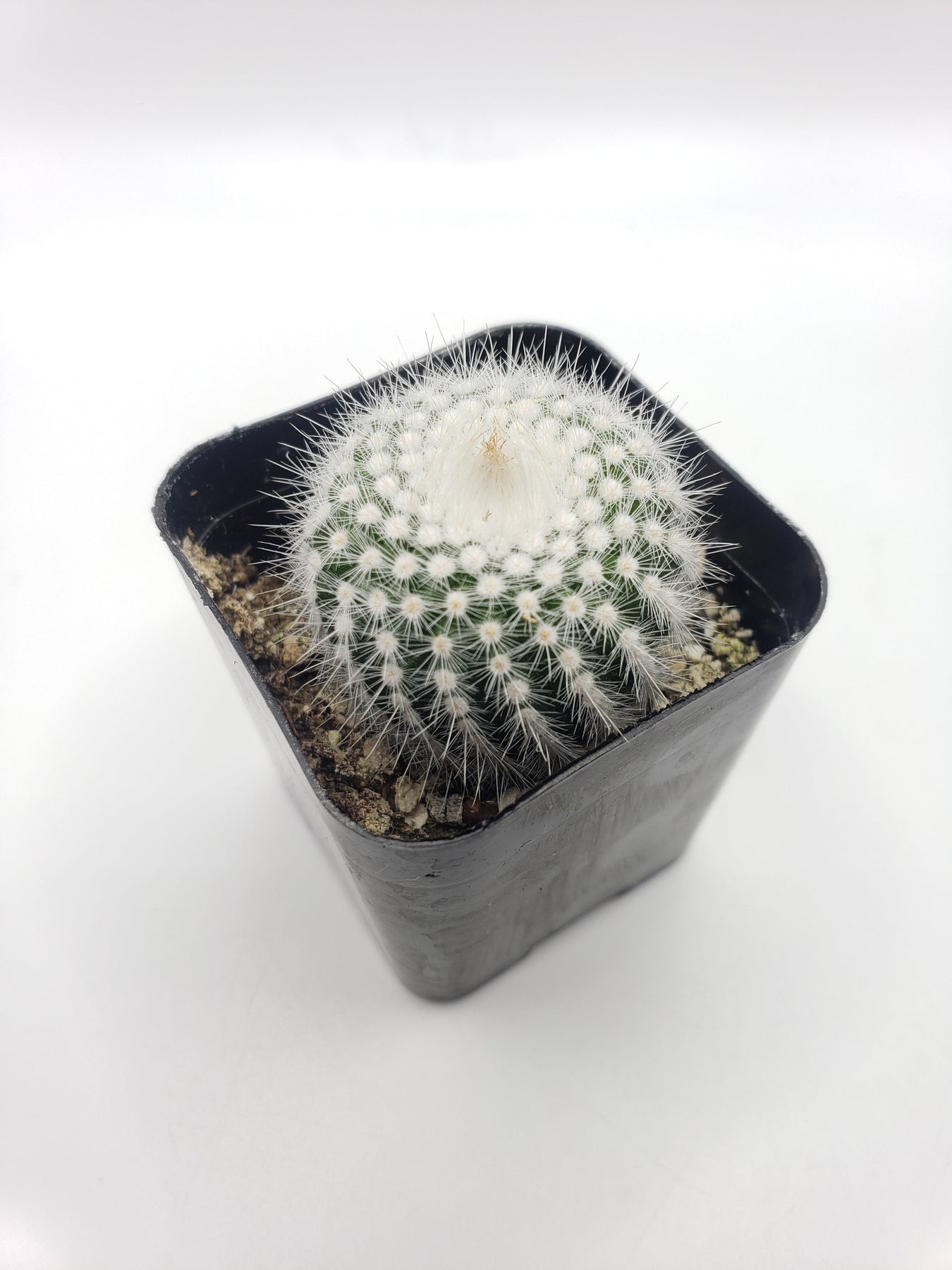 ball cactus succulent #8C Notocactus Silver Ball 2"