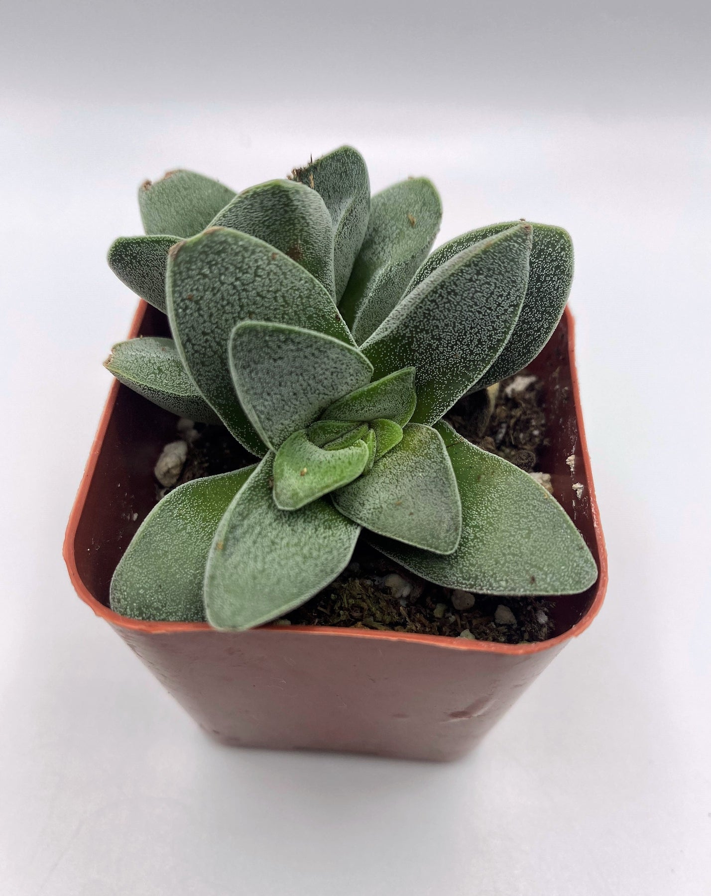 succulent crassula types #9 Crassula Morgan's Beauty