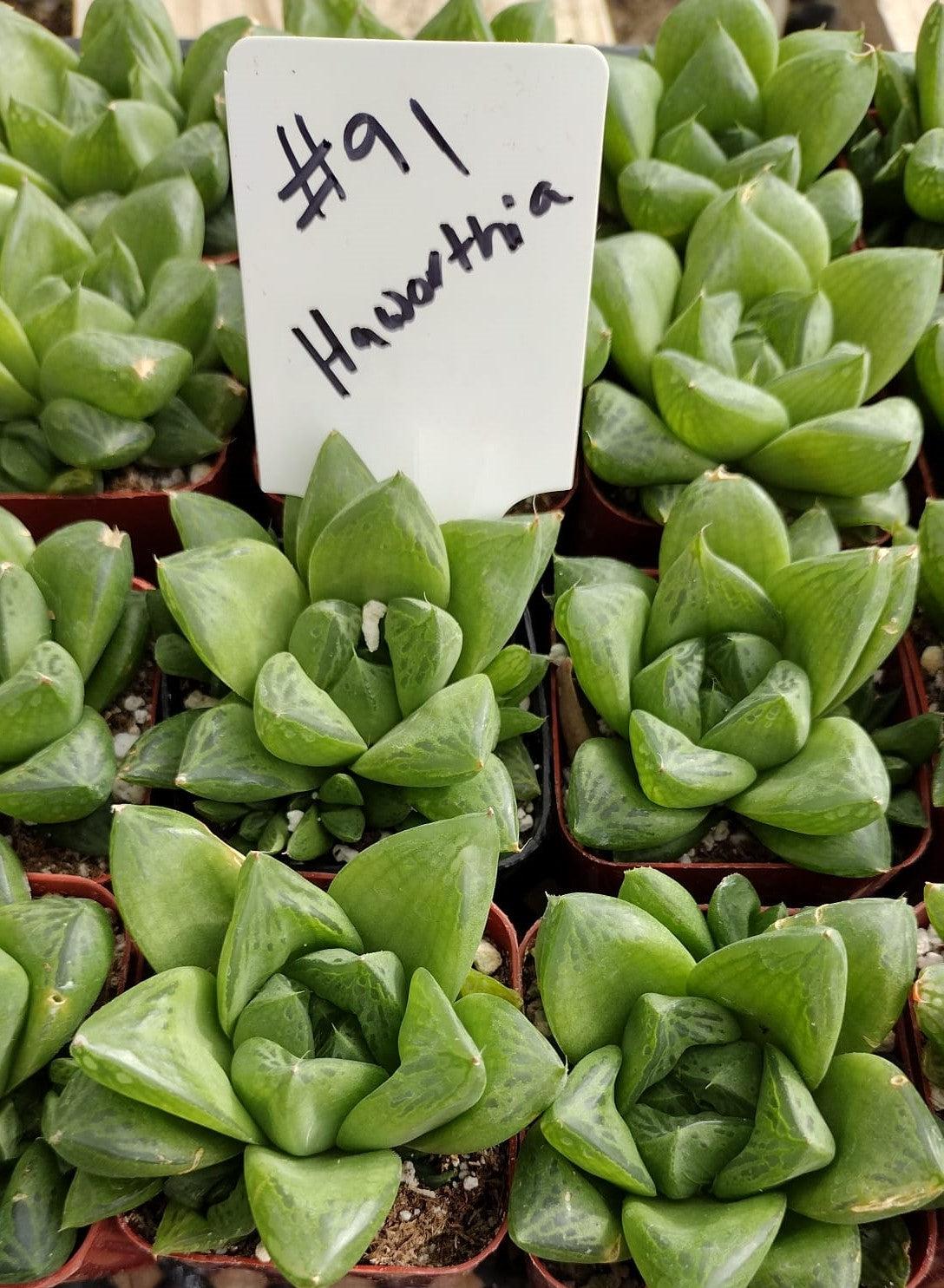 #91 Haworthia-Succulent - Small - Exact 2in Type-The Succulent Source
