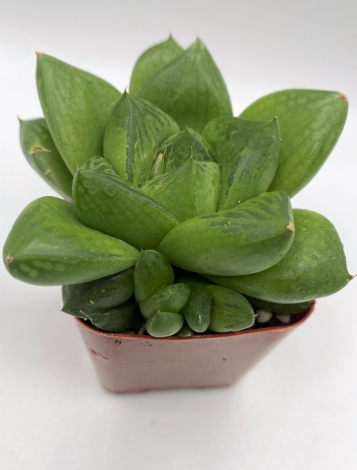 #91 Haworthia-Succulent - Small - Exact 2in Type-The Succulent Source