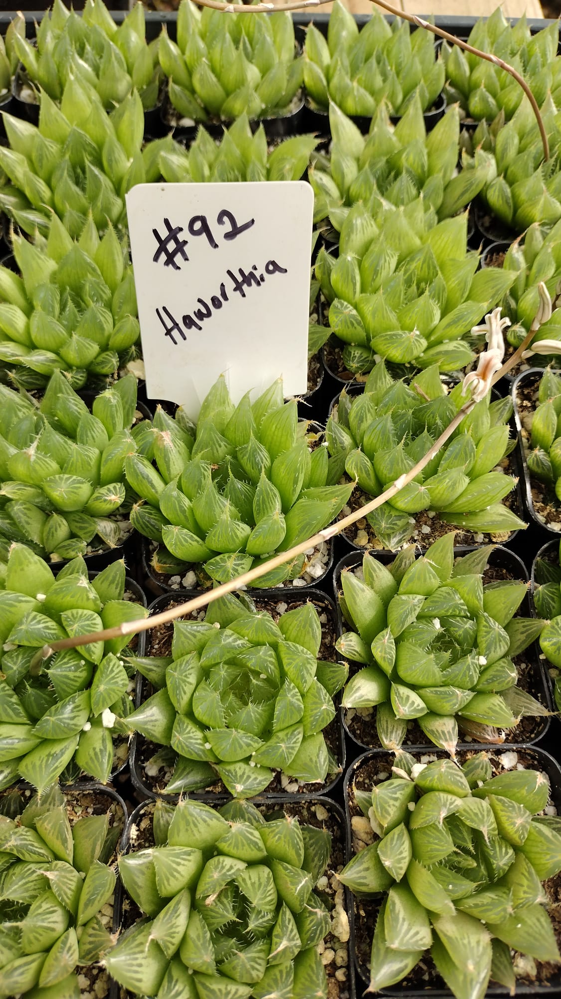 #92 Haworthia-Succulent - Small - Exact 2in Type-The Succulent Source