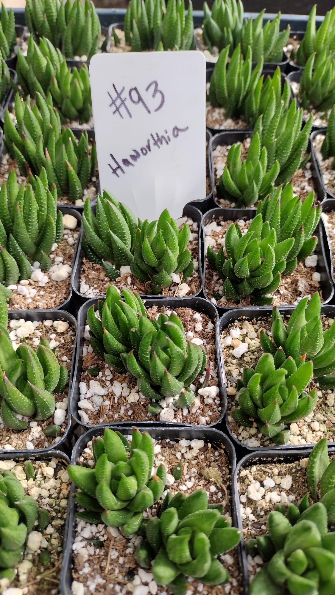 #93 Haworthia-Succulent - Small - Exact 2in Type-The Succulent Source