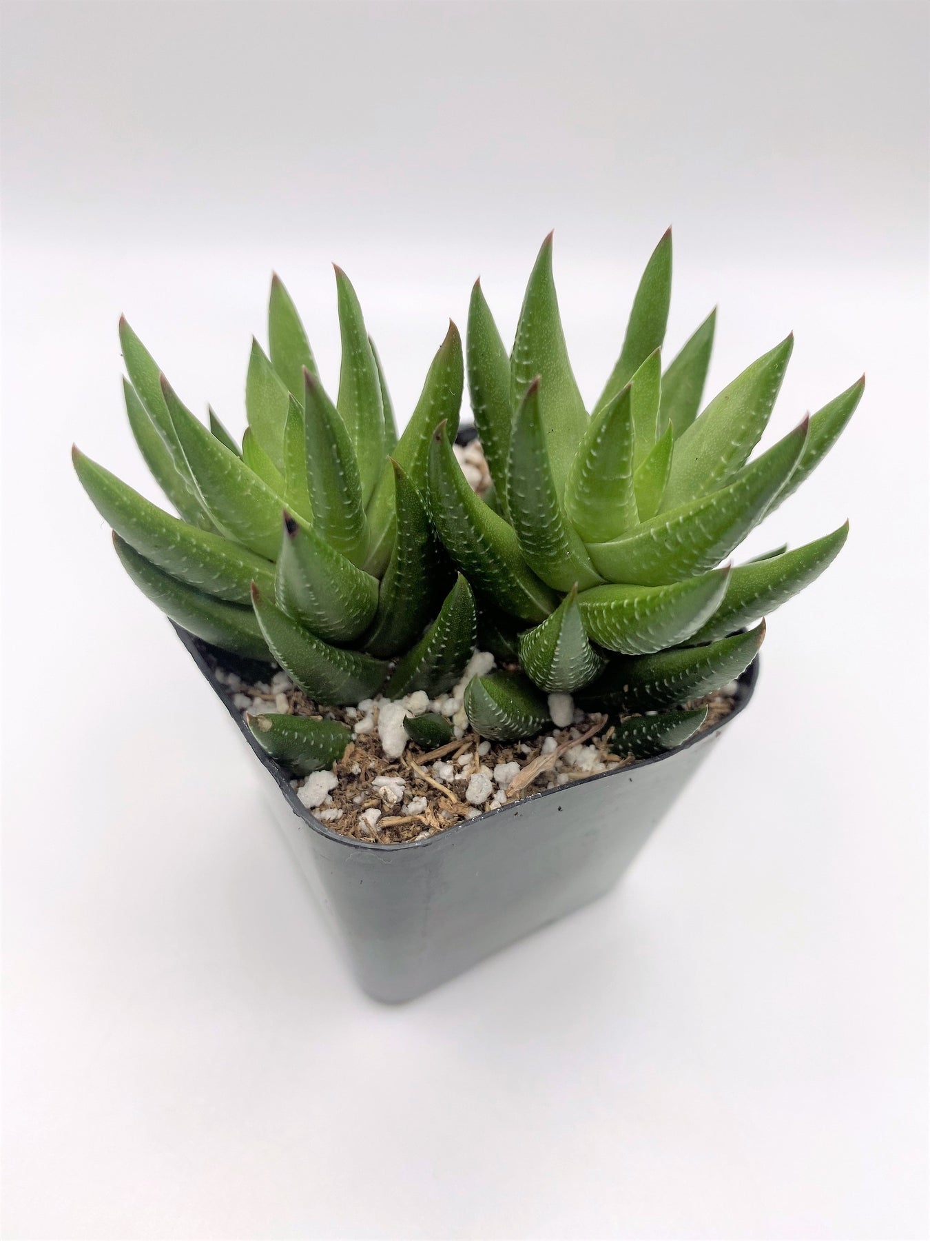 #93 Haworthia-Succulent - Small - Exact 2in Type-The Succulent Source