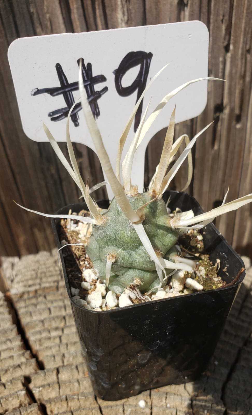 #9-Cactus - Small - Exact Type-The Succulent Source