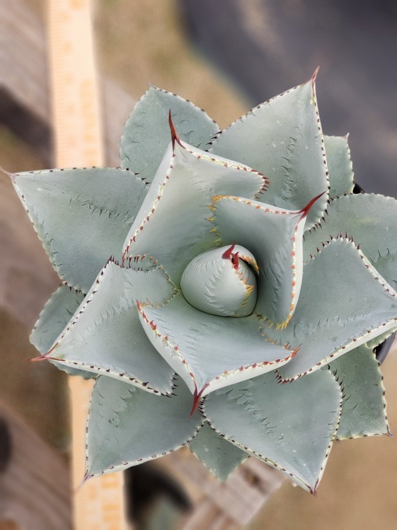A3 Agave Dragon Toes exact 1 gallon-Succulent - Large - Exact-The Succulent Source