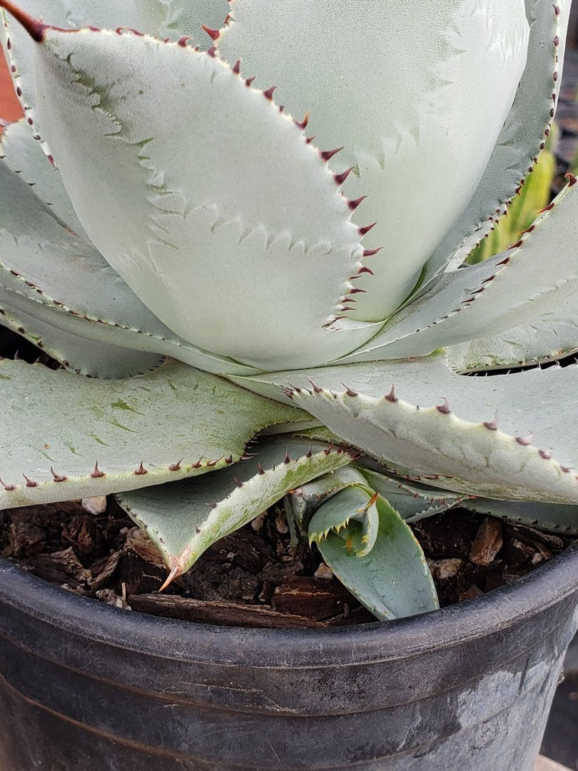 A3 Agave Dragon Toes exact 1 gallon-Succulent - Large - Exact-The Succulent Source