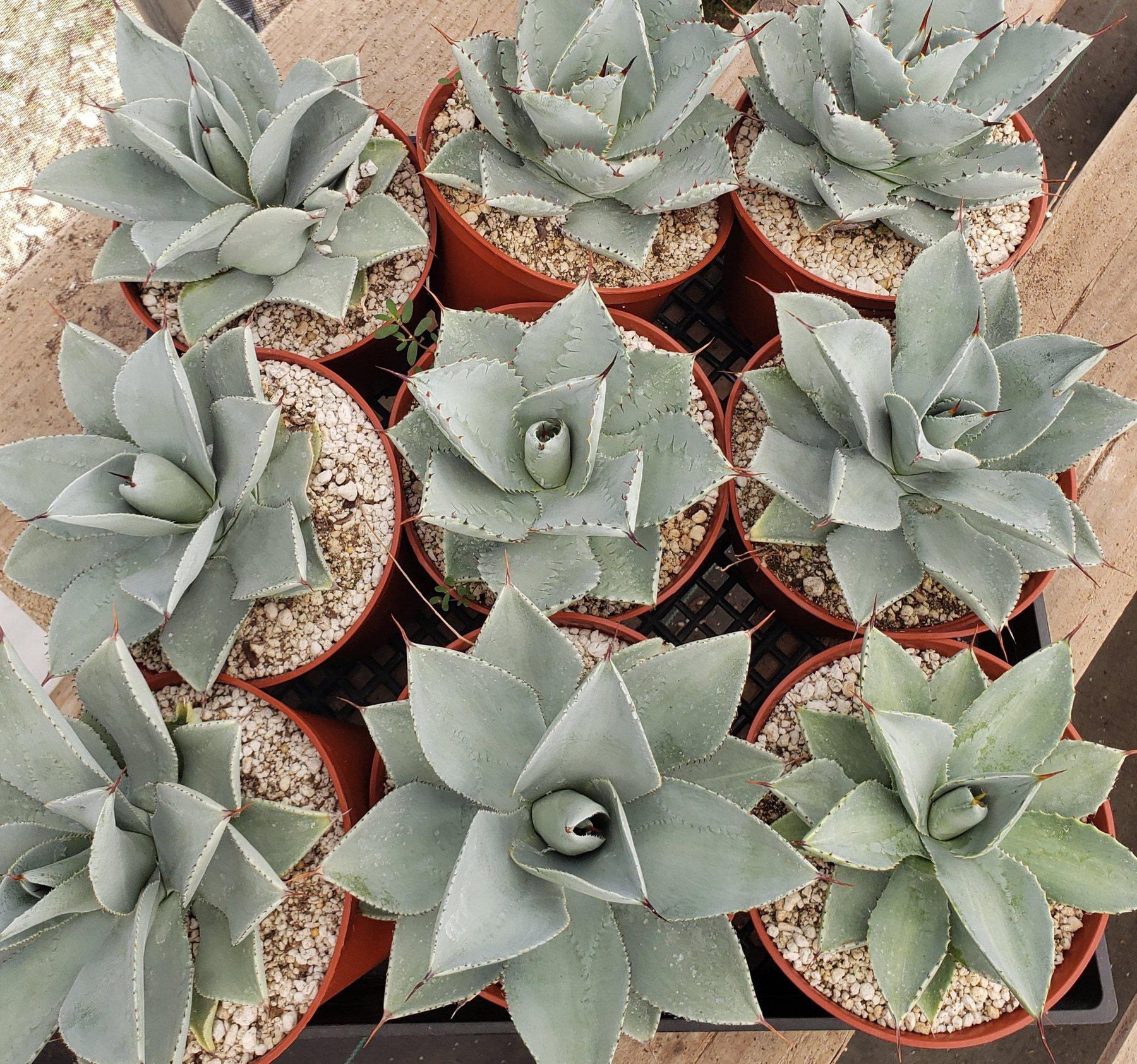 dragon fingers succulent Agave Dragon Toes in 6" Container