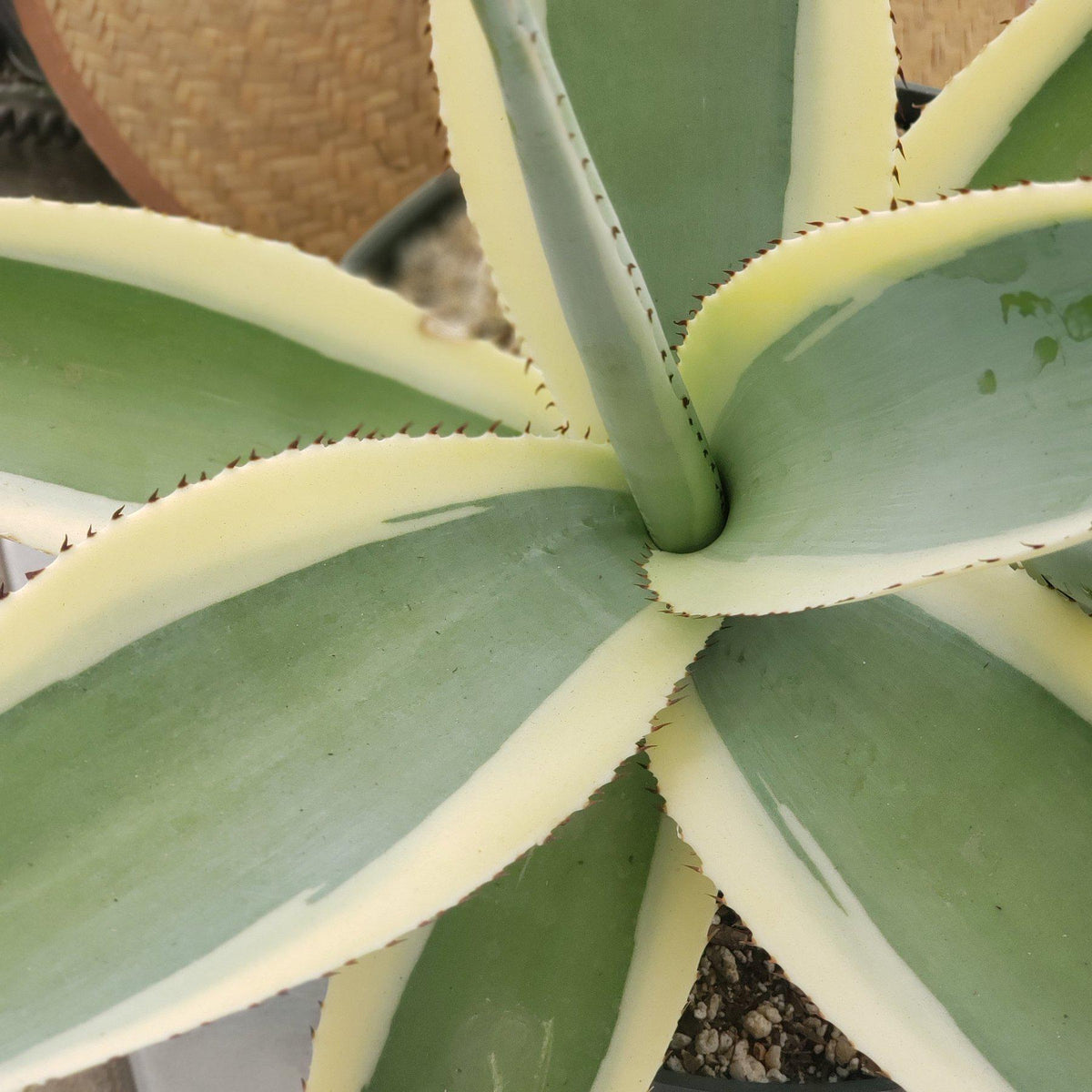 Agave Guingeola Creme Brûlée-Succulent - Large - Exact-The Succulent Source