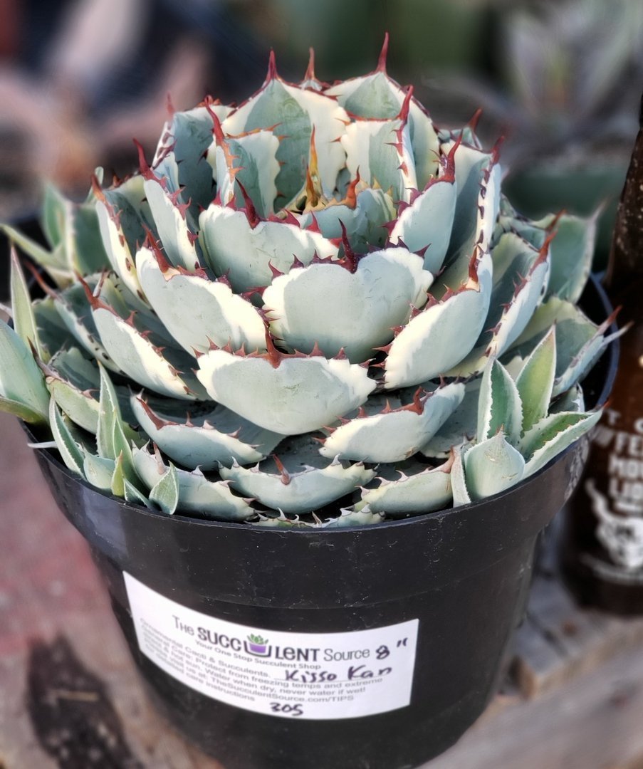Agave Kissho Kan - Wedding Succulent Favors & Cactus for Sale