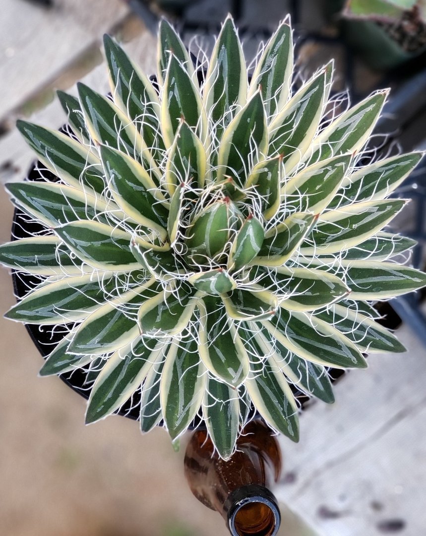 Exact Agave Shira Ho No Ohi in 8" container-Succulent - Large - Exact-The Succulent Source