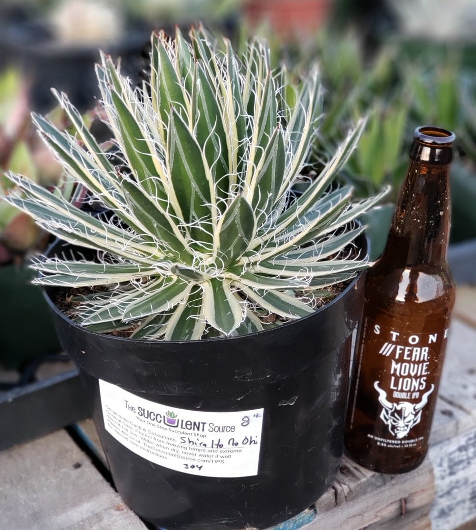 Agave Shira Ito No Ohi 8